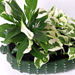 Spathiphyllum and Scindapsus In Designer Pot