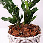 Zamia Plant in a Basket