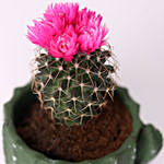 Artificial Flower Cactus in Cactus Design Pot