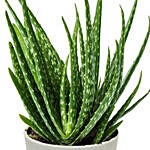 Aloe Vera Plant in a Ceramic Pot