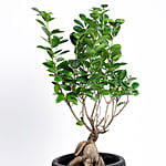 Ficus Microcarpa Moclame In 3 Legged Ceramic Pot