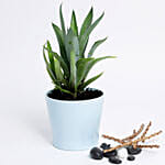 Agave Attenuata In Blue Ceramic Pot