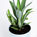 Agave Attenuata In Blue Ceramic Pot