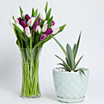 Agave Attenuata Plant & Mixed Tulips In A Vase