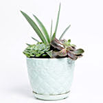 Agave Attenuata With Succulents