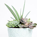 Agave Attenuata With Succulents