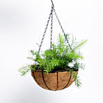 Asparagus Plant In Hanging Basket