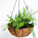 Asparagus Plant In Hanging Basket