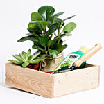 Best Gardening Starter Kit With  Succulent & Peperomia Plants