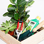 Best Gardening Starter Kit With  Succulent & Peperomia Plants