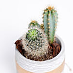 Cactuses In White Gold Ceramic Pot