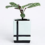 Calathea Carolina Plant In Blue Printed Pot