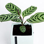 Calathea Carolina Plant In Blue Printed Pot