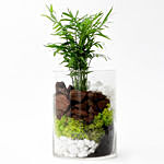 Chamaedorea Plant In Glass Vase