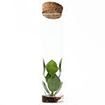 Collectible Clusia Rosea In A Tube