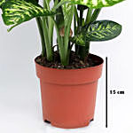 Dieffenbachia Plant In Brown Plastic Pot