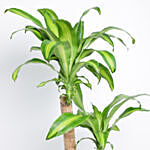Dracaena Massangeana Potted Plant
