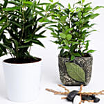 Dracena Surculosa & Ficus Benjamina  Plants