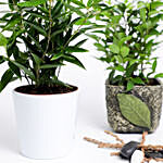 Dracena Surculosa & Ficus Benjamina  Plants
