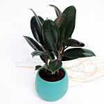 Ficus Elastica Plant In Green Plastic Pot