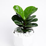 Ficus Lyrata Bambino In Ceramic Pot