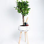 Ficus Microcarpa Moclame with Gardening Tools