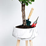 Ficus Microcarpa Moclame with Gardening Tools