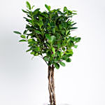 Ficus Microcarpa Moclame with Gardening Tools