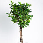 Ficus Microcarpa Moclame with Gardening Tools