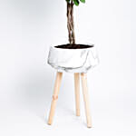 Ficus Microcarpa Moclame with Gardening Tools