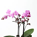 Mini Double Phalaenopsis In Fishbowl