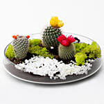 Mini Flowery Cactus Ecosystem