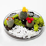 Mini Flowery Cactus Ecosystem