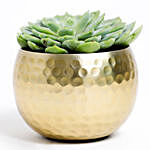 Ornamental Succulent In Brass Pot