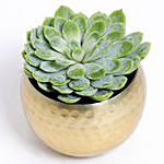 Ornamental Succulent In Brass Pot