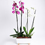 Phalaenopsis In White Metal Pot