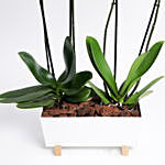 Phalaenopsis In White Metal Pot