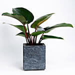 Philodendron Plant In Ceramic Pot