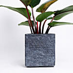 Philodendron Plant In Ceramic Pot