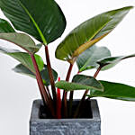 Philodendron Plant In Ceramic Pot