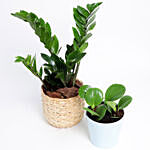 Potted Green Peperomia & Zamia In Cane Basket Combo