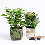 Potted Kalanchoe & Ficus Benjamina Plant Combo