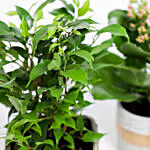 Potted Kalanchoe & Ficus Benjamina Plant Combo