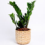 Potted Zamia In Cane Basket
