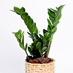Potted Zamia In Cane Basket