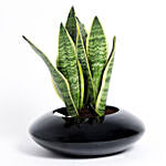 Snakeskin Sansevieria Plant In Oval Fibre Vase