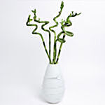 Spiral Lucky Bamboo Stalks In White Vase