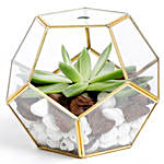 Succulent In A Hexagonal Glass Case