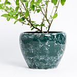 Tulsi Plant In Ceramic Vase