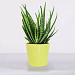 Aloe Vera Plant in a Pot with Stand